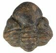 Bargain, Enrolled Reedops Trilobite - Atchana, Morocco #47283-1